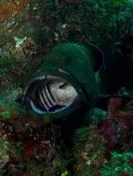 Check up at the dentist! Grouper having a clean. by Spencer Burrows 